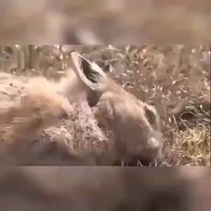 All the mice died at night Rat Poison 100g ubat tikus paling kuat mati Mice die in a litter Racun tikus paling kuat cepat 100% effective The mouse-proof effect can last up to 12 months rat poison killer tikus mati ubat racun tikus mati 3 saat 老鼠药 老鼠驱赶药