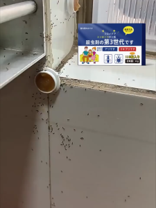 ❤SG Stock❤ Japan Ant Gel 100% efficient ant extermination Indoor and Outdoor Use Ant Killer Gel for