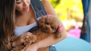 Tas Selempang Kucing Hewan Peliharaan Untuk Pergi Pet Carrier