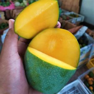 bibit cangkok mangga madu/manalagi