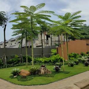 TANAMAN HIAS SOLOBIUM PAKIS BRAZIL /