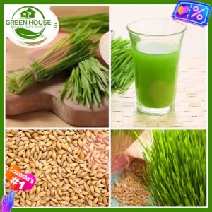Green House® - Barley Seeds for Planting Sprouting Microgreens 50 or 100 grams incl. Planting Instruction Barley Grass