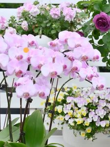 Klip Penjepit Batang Tangkai Anggrek 1.5cm Orchid Clip Support 100pcs