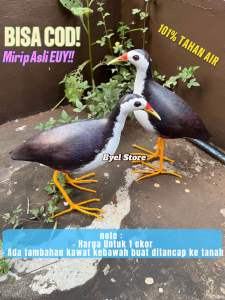 Pemikat Burung Ruak Ruak truwok kareo padi / ruakruak sawah