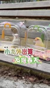 Tafit | Balo Đựng Thú Cưng Trong Suốt Dành Cho Chuột Hamster Sóc