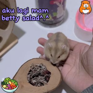 Hamtoro Beety Salad 10g Snack Kelinci Marmut Hamster Sehat Sayuran Asli !