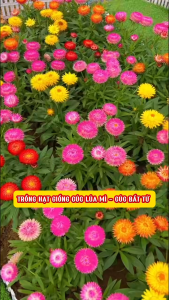 "Gói 50 "Hạt giống hoa Cúc Bất Tử Nhiều Màu [Seeds]
