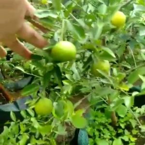 Pohon Jeruk Limo / Limau / Jeruk Sambal Unggul Paling Cepat Berbuah