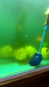 แปรงทำความสะอาดตู้ปลา แปรงขัดตู้ปลา แปรงกำจัดตะไคร่น้ำ สุ่มสี ความยาว 39 cm