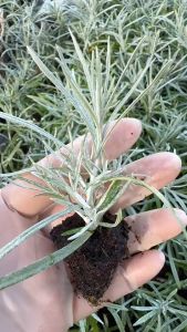 ต้นคูลลิ่ง (โรสแมรี่ขาว) สมุนไพรในตำนาน กิ่งปักชำมีราก ปลูกง่าย