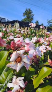 แย้มปีนัง กระถาง 11 นิ้ว แข็งแรงและรากเต็มกระถาง  (กทม)