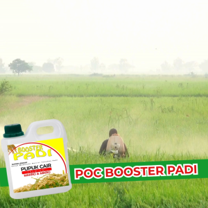 Pupuk Padi Sawah Terbaik memperbanyak anakan/ booster cair pelebat buah untuk padi