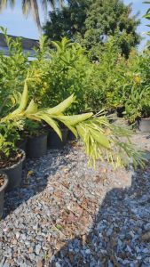 ราตรี แข็งแรงและรากเต็มกระถางขนาด กระถาง 11 นิ้ว (กทม)