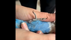 Alloy Birds Parrot Leg Ring Outdoor Flying Training Leash Rings Clip Gelang Kaki Burung 宠物鸟合金脚环