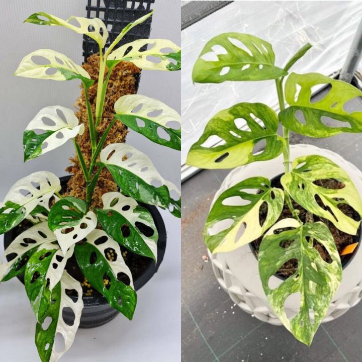 OFFER PRICE Monstera Adansonii albo/Aurea variegata halfmoon white /mint (  Giant ) | Lazada