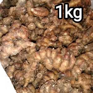 kencur 1 kg murah KENCUR BAGUS PRESS SEGER kencur segar murah kencur murah kemcur super 1 kg bisa cod lagi promo