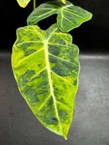 Alocasia Frydekด่างเหลืองพื้นเขียวลายหายากส่งแบบต้นลุ้นด่างกระถาง5-6นิ้ว -