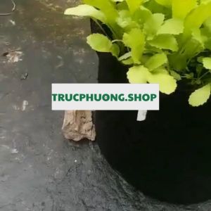 Túi vải trồng cây trồng hoa trồng rau củ quả chậu vải siêu bền có quai cầm màu đen nhiều kích thước