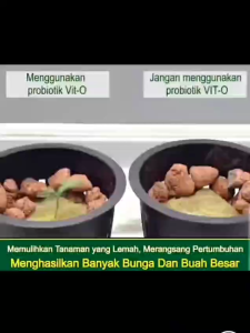 Pupuk Organik Cair VIT-O Kemasan Pabrik 5 Liter