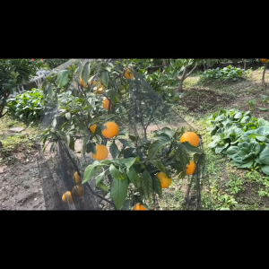 ​​มุ้งกันยุงสากลสำหรับสวนกลางแจ้งและเฉลียง - ม่านตาข่ายโพลีเอสเตอร์กันแมลงสำหรับดาดฟ้า เฉลียง และสวน ผ้าไฮโดรโฟบิก ป้องกันแมลงทุกฤดูกาล​​