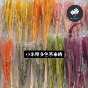 Dried Millet Flower Bouquet Rustic INS Style Home Decoration Ornament DIY Photography Props 小米穗干花花束插花田园文艺ins家居装饰摆件拍照道具