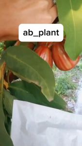 Bibit Jambu Air Giant Rose Aple Tanaman Jambu Air Hasil Okulasi Cepat Berbuah