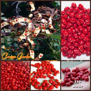 BIJI/BENIH POHON SAGA MERAH (bahan kolase)