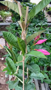 Cây Hoa Hồng Anh - Dây leo cho hoa đẹp - Sắp ra hoa hoặc đang hoa!