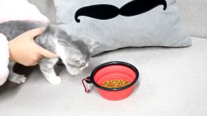 Dog Bowl PODDEE  Pet Travel Folding Bowl Pet Dog Cat Silicon Foldable Food Bowl