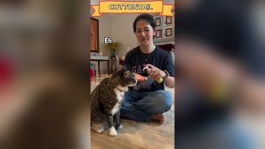 PAWPRINTS Omega Oil Cat & Dog 100ml - Minyak Omega Untuk Kesehatan Kulit & Rambut Kucing Anjing