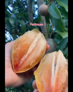 Bibit Sawo Jumbo Bisa Berbuah Dalam Pot