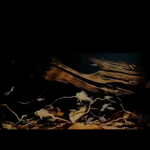 3 สี โคมไฟตู้ปลา LED ไฟเลี้ยงตู้ปลา ซูมได้ กันน้ํา สําหรับตกแต่งตู้ปลา การหมุน 360° การหรี่แสง