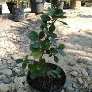 Beringin Dolar / Bahan Bonsai / Tanaman Hias Daun Bulat