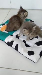 ALAS TEMPAT TIDUR KUCING KASUR MOTIF PREMIUM LUCU EMPUK NYAMAN