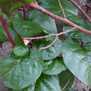 100 seeds for planting binhi pantanim alugbati malabar spinach