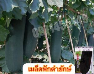 เมล็ดฟักดำยักษ์ ฟักเขียวเปลือกดำตอปิโด 30เมล็ด