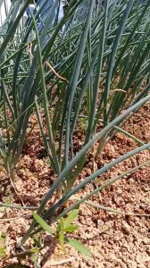 Benih Bibit Daun Bawang BLAZE F1 10g Cap Panah Merah Bawang Pre batang