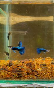 GUPPY (HB Blue Dragon) satu pasang