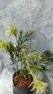 Tanaman Herbal Kayu Putih | Daun Minyak Kayu Putih | Pohon Kayu Putih
