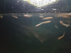 (RANDOM!!!! 10 EKOR) ANAK CHANNA LIMBATA 2 -3 INCI