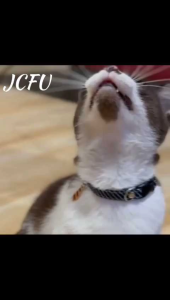 【JCFU】Gentleman Style Breakaway Pet Collar | Adjustable Striped Collar with Tie Charm for Cats & Small Dogs【P010】
