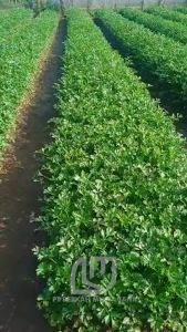 Benih Seledri Bamby 50 Gram Cap Panah Merah Kemasan Kaleng