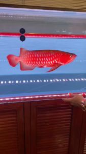 Mayin Super Colour 3 Aquarium Viewing Lightings