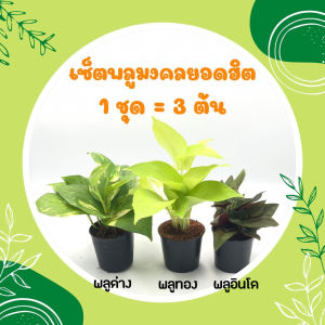💥โปร 2.2💥 เซ็ตพลูมงคลยอดฮิต (1 ชุด = 3 ต้น) ต้นไม้มงคล รวย พลูด่างเขียว พลูด่างทอง พลูอินโดหลังแดง ต้นไม้มงคล เสริมโชคลาภ ร่ำรวย ประดั