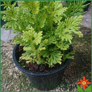 เฟิร์นกนกนารี ต้นเฟิร์น ไม้ฟอกอากาศ ปลูกง่าย ต้นเฟินกนารี กนกนารี ส่งพร้อมกระถาง 5 นิ้ว