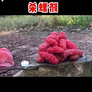 Racun Siput Gondang Mas - 70% Niclosamide 50g