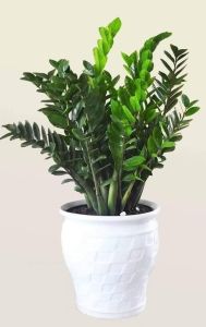 cây kim tiền trang trí ban công trong nhà ngoài vườn đều được ah