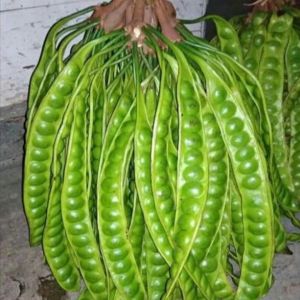 Pete Murah Pete Superan Mata Penuh Tanpa Ulat Pete super Besar READY STOK!!