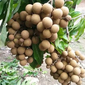 Bibit Kelengkeng Kristal New🌱Memiliki Ukuran Sangat Kecil Seukuran Lada Sehingga Disebut Matalada.Kelengkeng ini Termasuk Jenisnya Yang Genjah/Sudah Berbuah Pemesanan Bisa COD Bayar Dirumah