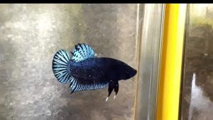 ปลาสายเลือดอินโด k333 ดุดันเนื้อตัวสวย  เทา คราม หนังหนา